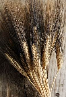 Flour Plant