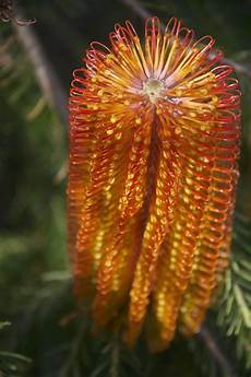 Flour Plant