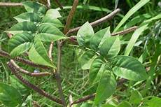 Flour Plants